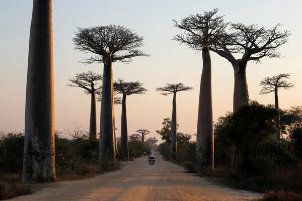 baobab