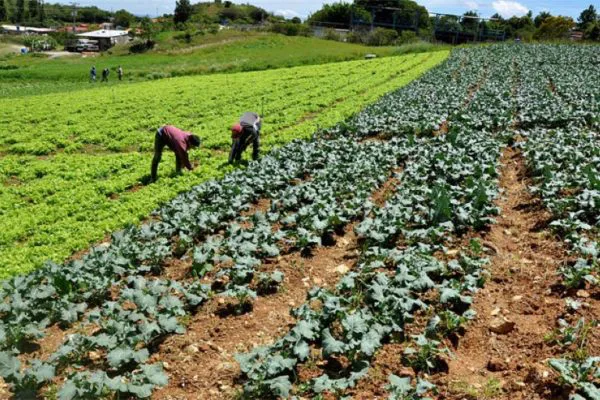 AGRICULTURA