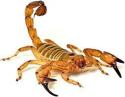 alacran