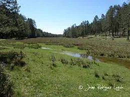 topofilia