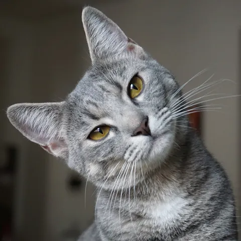 gatos