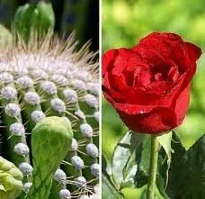 rosa-cactus