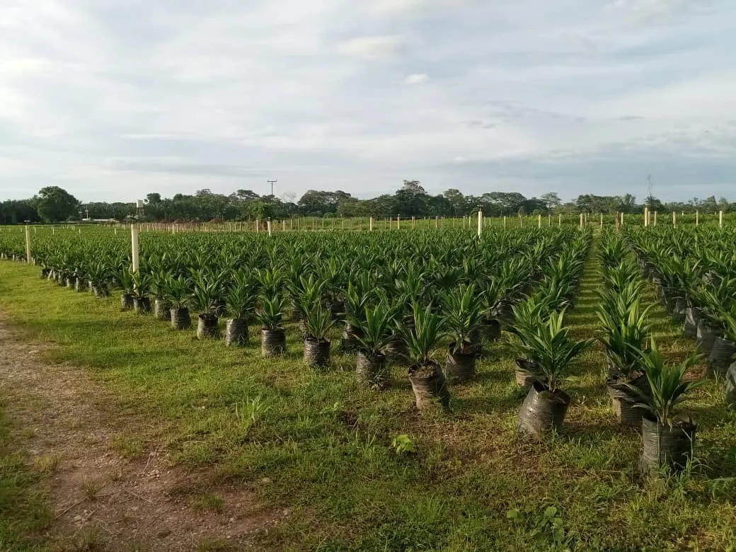 Palma aceite Casigua