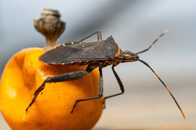 chagas