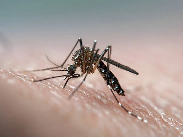 Dengue