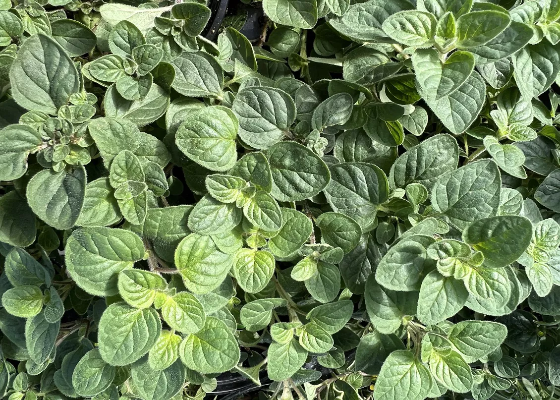 Oregano