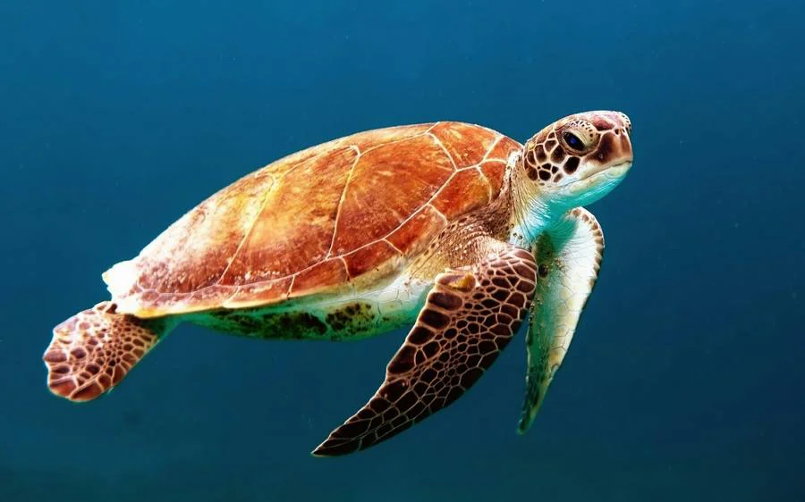 diaoceanos3