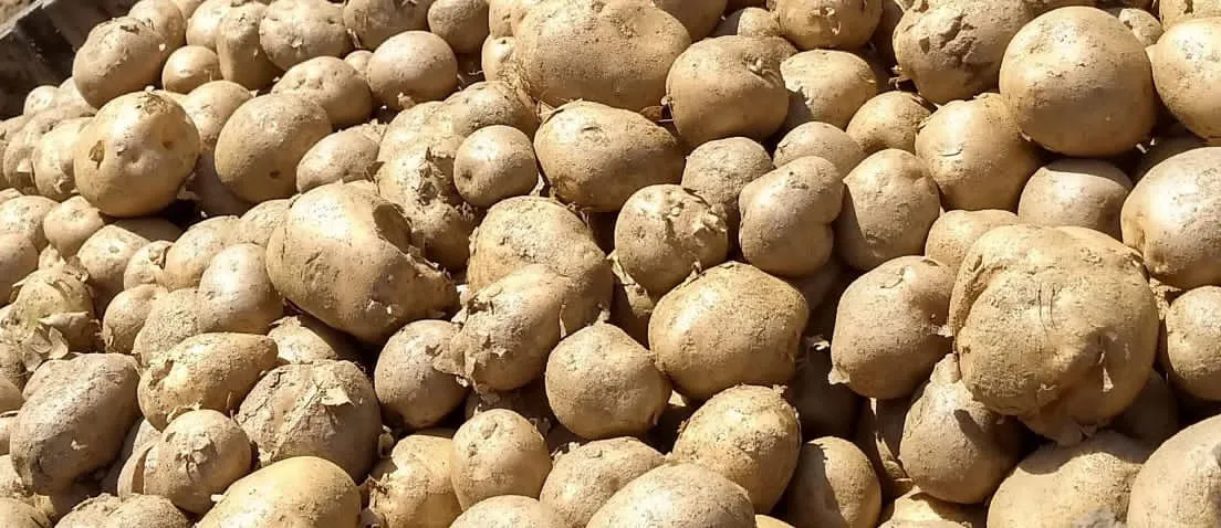 Papas