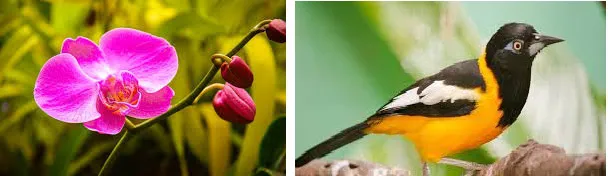 orquidea-turpial