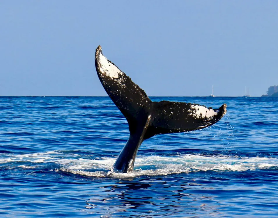 ballena1