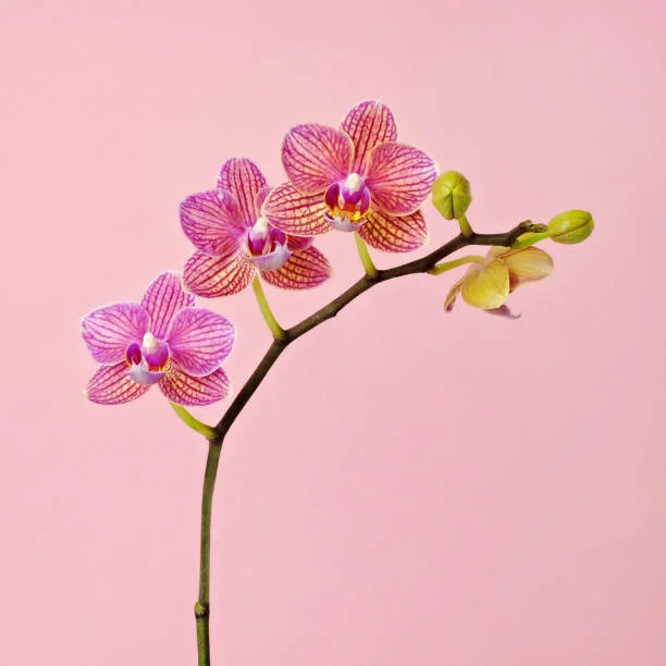 LA ORQUIDEA