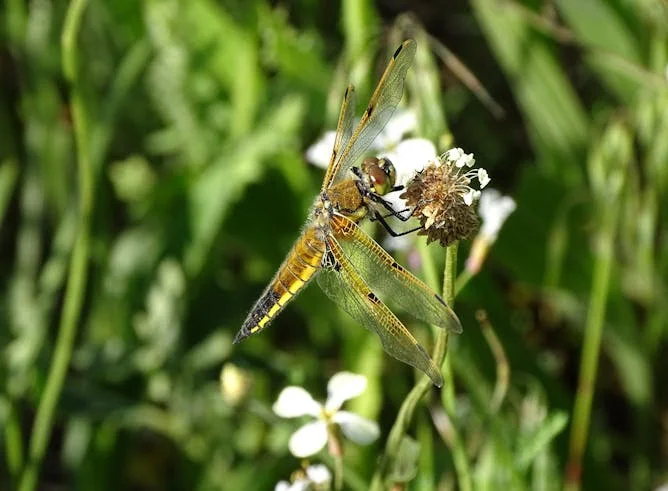 libelula